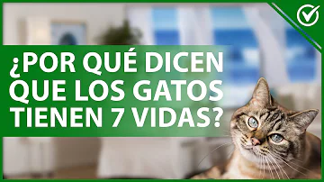 ¿Tienen los gatos un séptimo sentido?