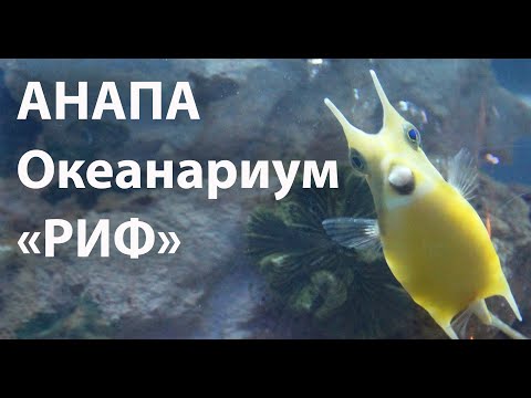 Video: Excursions in Anapa