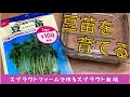 【スプラウト栽培】ダイソー種から豆苗を育てる！再生可能でコスパよさそうです