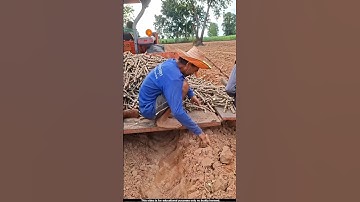 This is cassava farming, which can be grown with very little water  🤔l #cassava