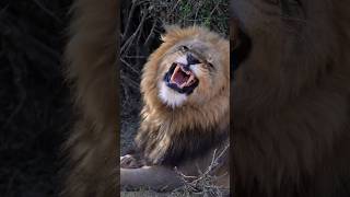 Large 🦁Lion Yawns and Grooms himself