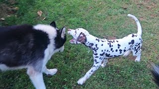 Dalmatian Puppy Playing with Huskies First Time by Kul Farm 49,139 views 4 years ago 2 minutes, 52 seconds