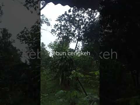 Kebun Cengkeh Omah Tani