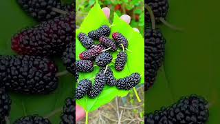 tasty tasty black mulberry ????