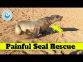 Painful Seal Rescue