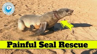 Painful Seal Rescue