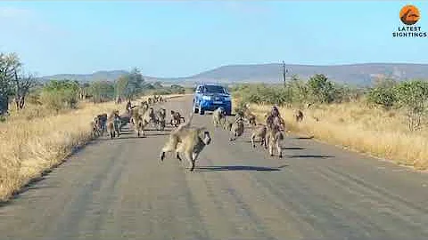 Leopard has all-out Brawl With 50 Baboons - Different AngleDescriptionWatch this epic new
