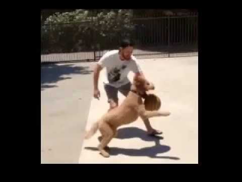 Нарисовать джонни и оскара собаки