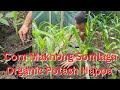 Corn Makhong Sombiba Organic Potash Happa Homegardening Vegetables Healthyfood Explore Fyp Corn Makhong Sombiba Organic Potash Happa Homegardening Vegetables Healthyfood Explore Fyp