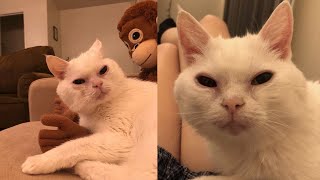 The Funniest Animals 😄 New Funny Cat Videos 😹 - Fails of the Week #24