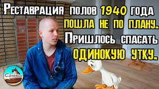 Реставрация полов 1940 года пошла не по плану. Пришлось спасать одинокую утку.