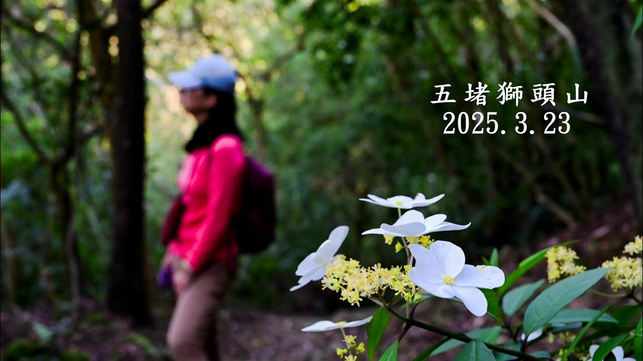 五堵獅頭山O繞~五堵車站出發，走鄉長厝橋過基隆河，順訪東山煤礦遺址、鄉長里大埤，由玉泉宮上獅頭山，下鄉長路二段167巷，接鄉長里大埤，回五堵車站。