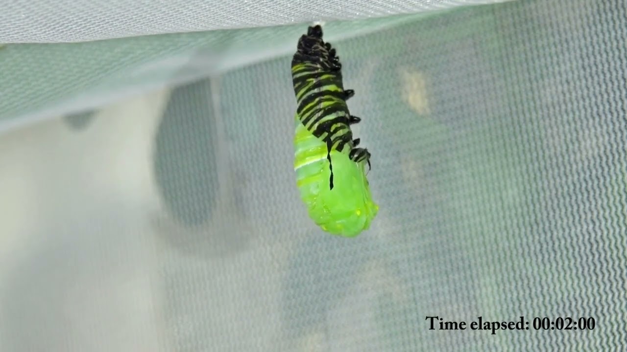 Monarch Caterpillar to Pupa stage