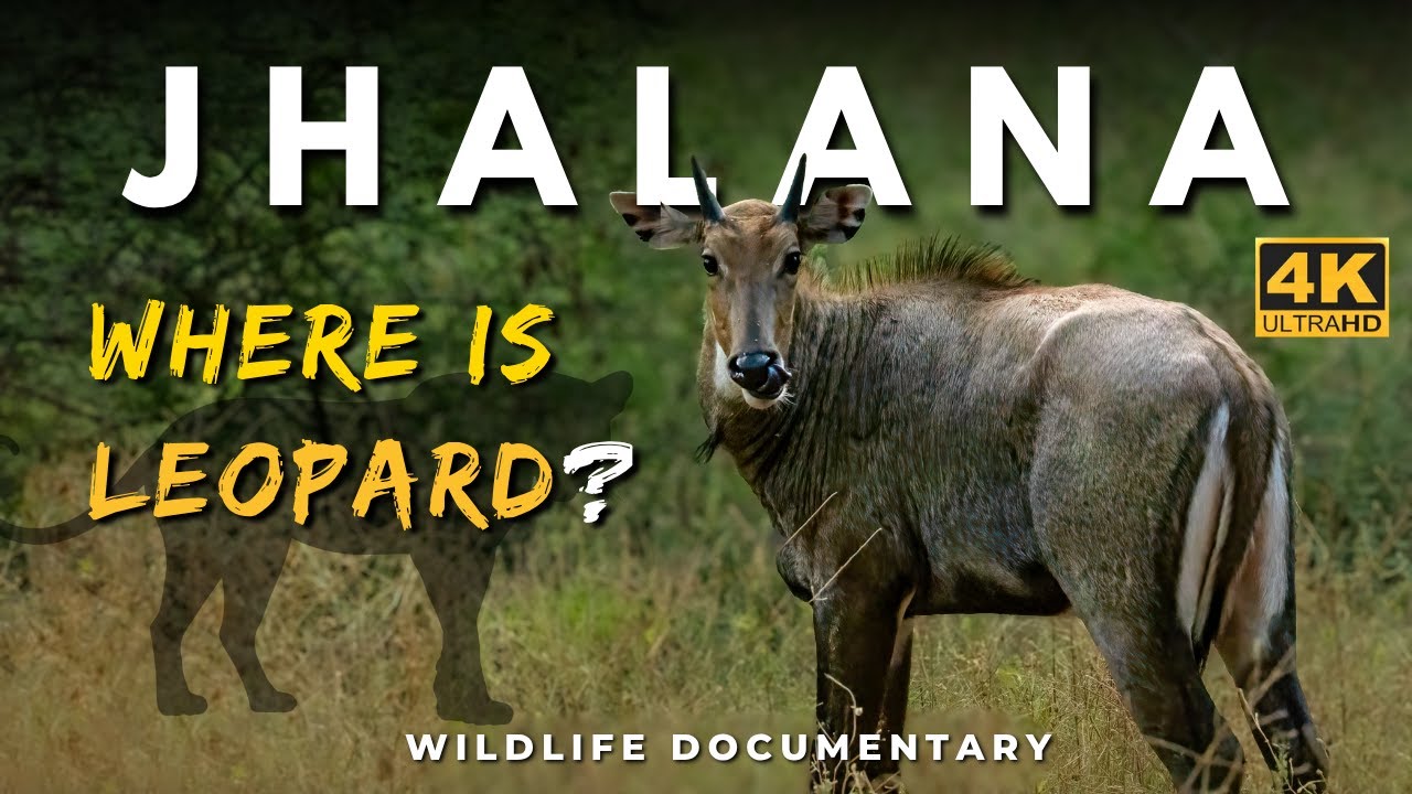 Мы видели леопарда? | Документальный фильм о дикой природе «Джалана» | 4K UHD | Джайпур, Раджастан