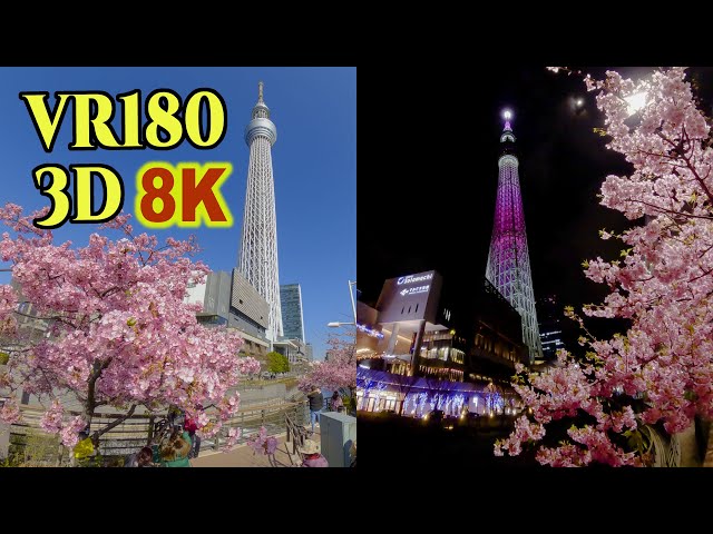 8K 3D VR180 ] 東京スカイツリーと河津桜 Early Blooming Cherry