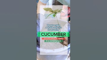 How to make a fertile soil mix for growing a cucumber in a container. #gardening #soilmixture