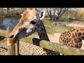 Rothschild's giraffes at Chester Zoo enjoy brunch! 🌿🦒