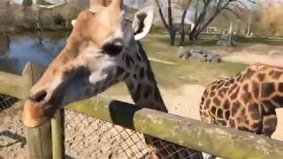 Rothschild's giraffes at Chester Zoo enjoy brunch! 🌿🦒