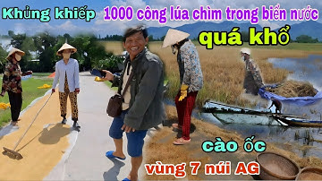 QUÁ KHỦNG khiếp..Cào ốc.1000 công Lúa chìm trong biển nước. Vùng 7 núi AG 