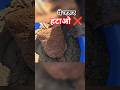 Plant लगाते समय ये गलती मत करना 😲 Nursery Plant Care #shorts