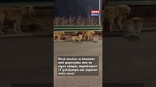 🐾 Απίθανη ιστορία για επτά σκυλιά στην Κίνα