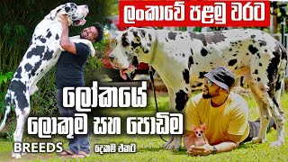 Largest and Smallest Dog Breeds in the World  ලොකුම සහ පොඩිම Breeds | Pet Talk | Dane and Chihuahua