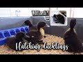 Hatching ducklings // Lollipop1996