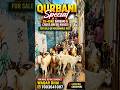 Viral Qurbani Bakra #goat #bakraeid #viralgoat #viralbakra #qurbanibakra #goatfarming #viral #shorts