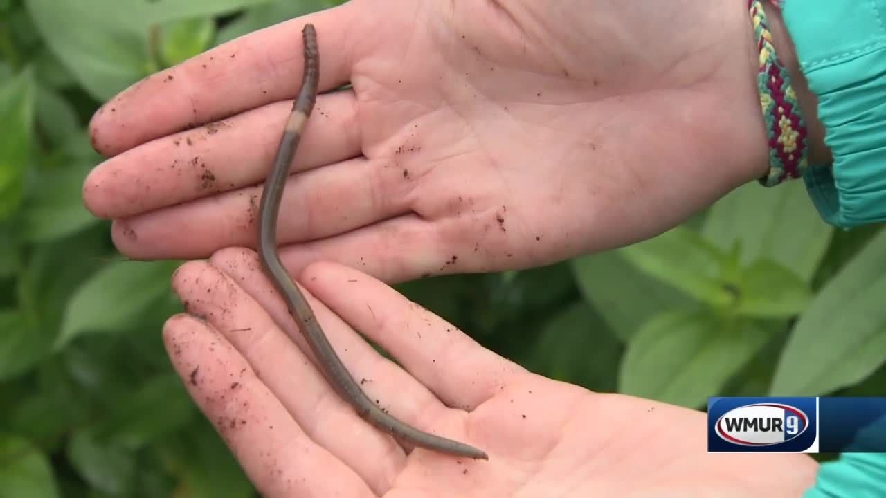 Grow It Green: Jumping worms - YouTube