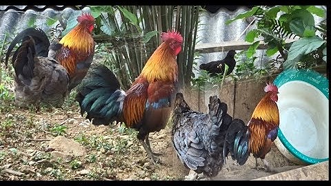 Qaib Dib Zoo Nkauj Heev Nyiam Nug Tau nawb