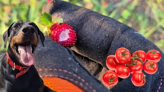 Tomaten werden Schwarz und der Dobermann braun 🤣 Schrebergarten Ende 2020