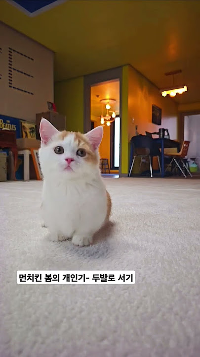 2025년 7월 14일 #먼치킨, 봄이의 개인기 ㅡ 두발로 서기