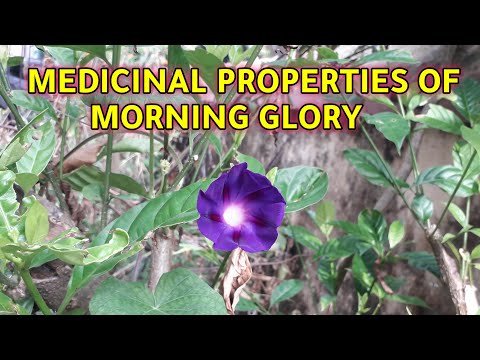 Video: Morning Glory Problems - Common Diseases Of Morning Glory Vines