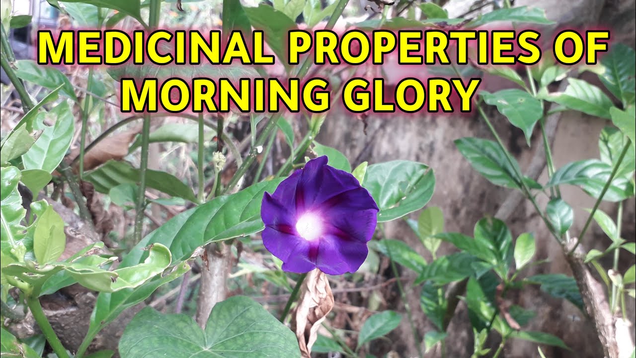 KNOW THE MEDICINAL PROPERTIES OF MORNING GLORY YouTube