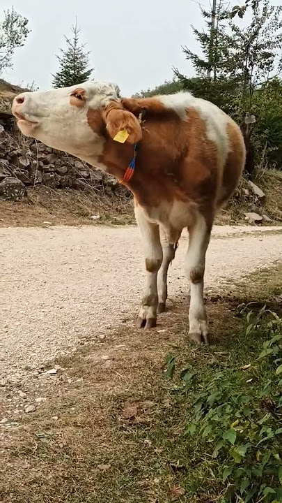 İnek sesi #animals #buzağı #hayvan #inek #keşfet #keşfetbeniöneçıkar