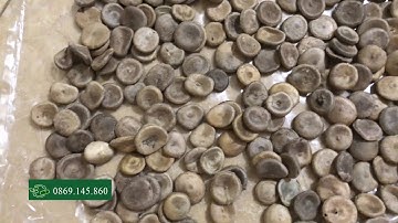 Hạt Mã Tiền: Tác Dụng của hạt mã tiền và mua hạt mã tiền ở đâu