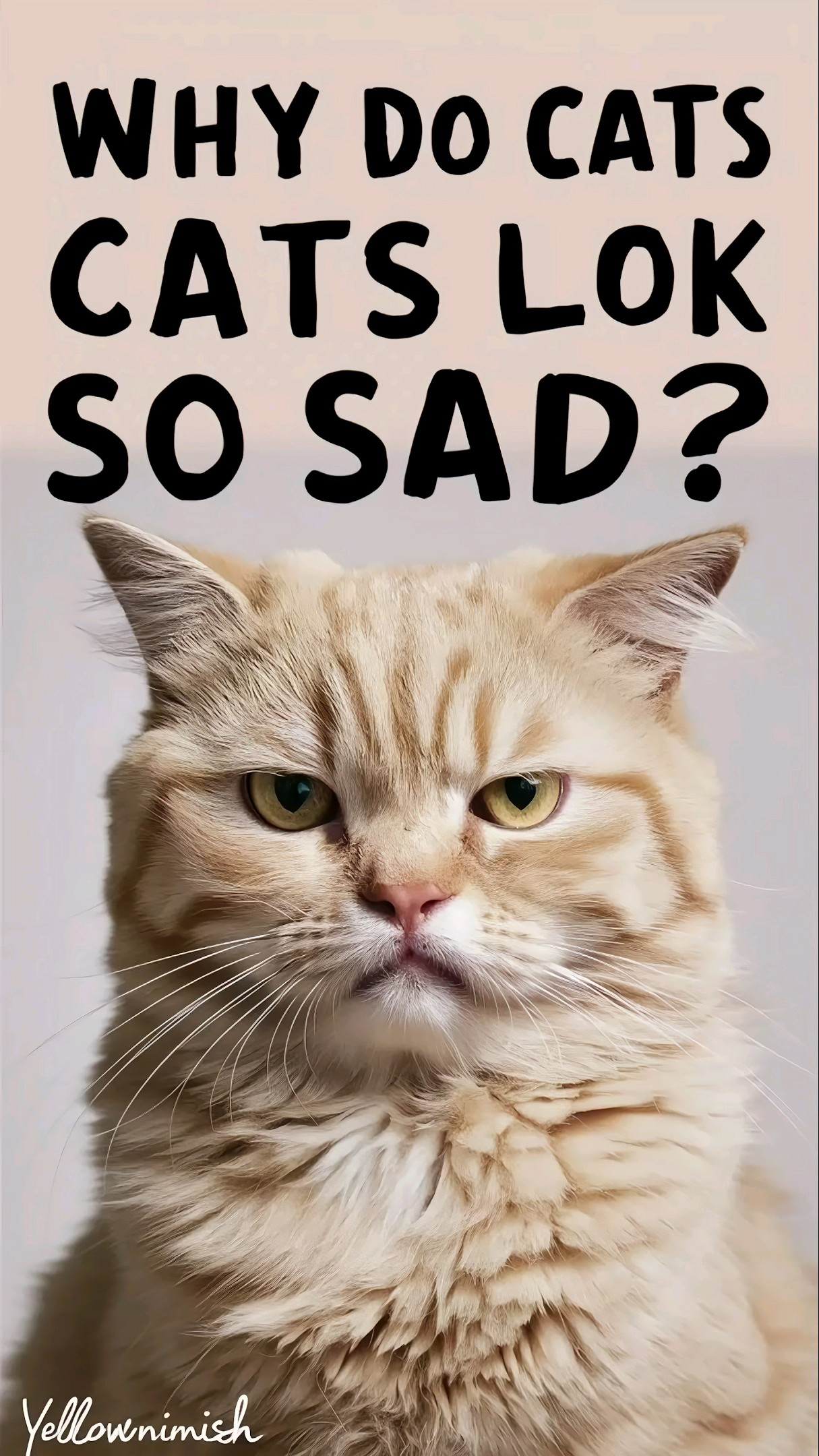 Why Do Cats Look So Sad catvideos catlover cats Why Do Cats Look So Sad catvideos catlover cats