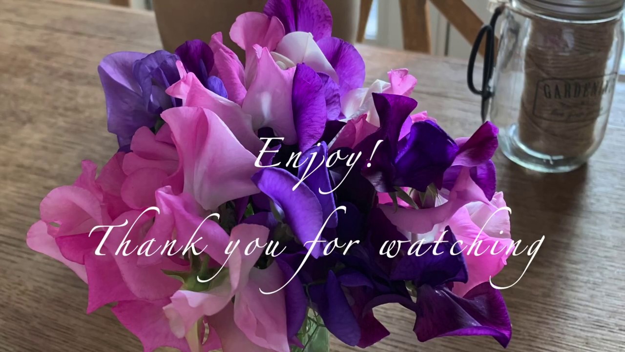 How to Grow Sweet Peas in Zone 5 YouTube