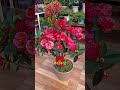 夏季茶花修剪方法#茶花 #茶花修剪 #茶花養護 #養花小知識