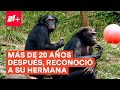 Los chimpancés nunca olvidan a sus amigos - N+