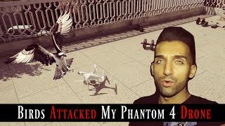 Bird's Attacked My Phantom 4 Drone!!!