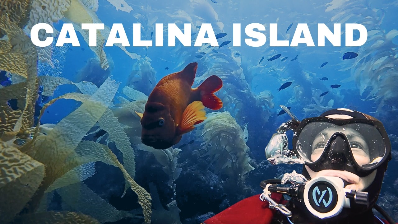 ⁣Kelp forest diving in Southern California