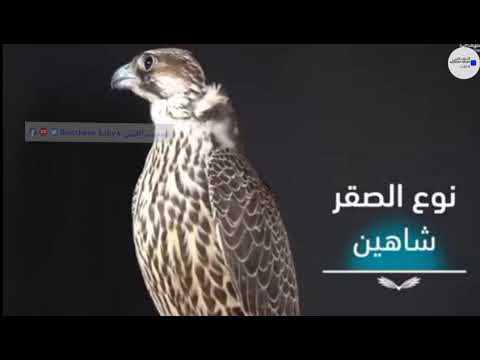 الفرق بين الشاهين البحري والشاهين الجبلي