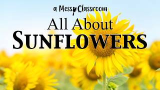 All About Sunflowers Flower Plants Educational Video