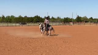 ZZ Olenas Reward 2017 AQHA Gelding   JM Select Horses