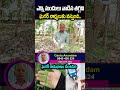 నేలఉసిరిని ఇలావాడితే 400 షుగర్ ఉన్న నార్మల్ కువస్తుంది | Ayurveda Medicine for Diabetes | MR Health