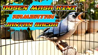 Download Lagu MASTERAN RAMBATAN JANTAN FULL GACOR ! MP3