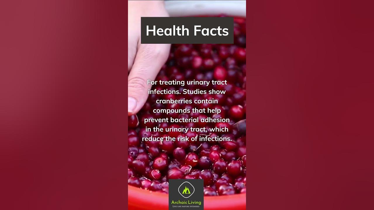 Archaic Living Health Facts Native Americans use of cranberries archaicliving healthfacts
