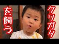 クワガタ虫飼育に挑戦する3歳男児(と母)