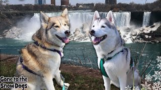 My Husky Visits Niagara Falls | Road Trip with Dogs